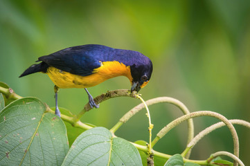 Euphonia violacea or Violaceous Euphonia is perched on the branch nice natural environment of wildlife of Trinidad and Tobago