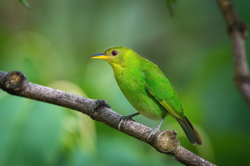 Fototapeta na wymiar The Green Honeycreeper, Chlorophanes spiza is sitting on the branch in green backgound, amazing blue colored bird, Trinidad