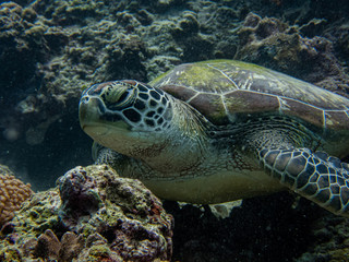 Green sea turtle rests in the sea bed surrounded with hard and soft corals
