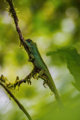 Amazon Wood Dragon,Enyalioides laticeps is sitting on the tree trunk in the rain forest, Ecuador