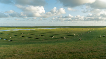 Blick über den Koog