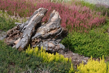 Alter Baumstumpf im bunt blühenden Heidegarten
