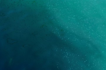 Sea and fish