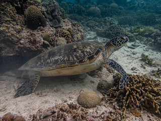 Obraz premium Green sea turtle rests in the sea bed surrounded with hard and soft corals