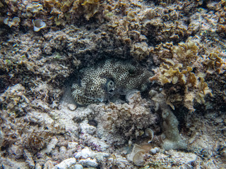 Starry puffer fish (Arothron stellatus)  hides motionless in a hard coral.
