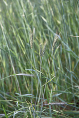 Rye (lat. Secále cereále) grows in the field. Siderat plants