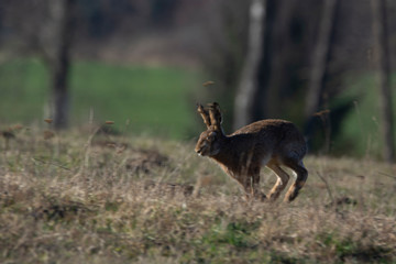 running hare