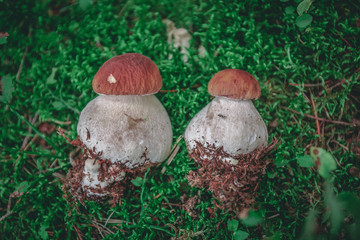 Boletus Summer Fall Nature Green Young