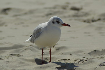 Mouette rieuse