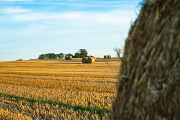 Fototapeta premium Hay bales on a field. Agriculture field with beautiful blue sky. Sunset in the early autumn. Harvest concept.