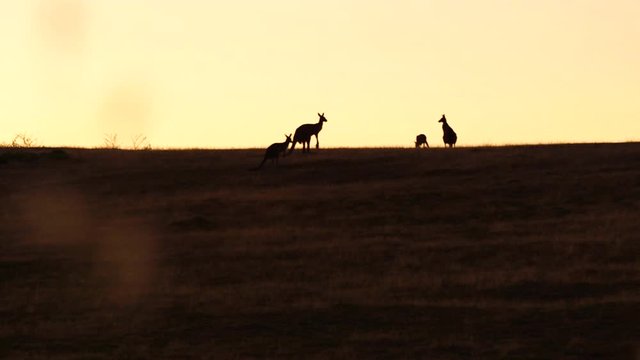 Group of wild kangaroos in the field with sunset in Australia
