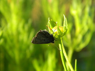 Mariposa en reposo 