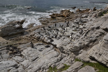 CORMORANI DEL SUDAFRICA