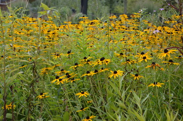 Obraz premium Gelber Sonnenhut - Rudbeckia - Echinacea - im Herbstgarten 