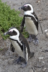 Obraz premium PINGUINI DI BETTY'S BAY SUDAFRICA