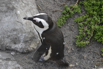Obraz premium PINGUINI DI BETTY'S BAY SUDAFRICA