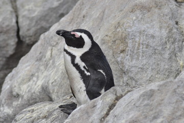 Obraz premium PINGUINI DI BETTY'S BAY SUDAFRICA