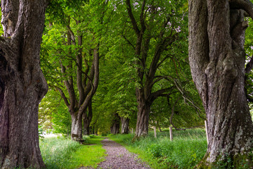 Weg durch eine prächtige Kastanien-Allee