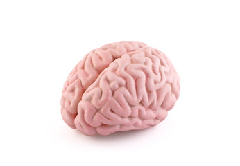 Human brain model isolated on white background with clipping path