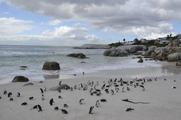 Fototapeta na wymiar PINGUINI DI BETTY'S BAY SUDAFRICA