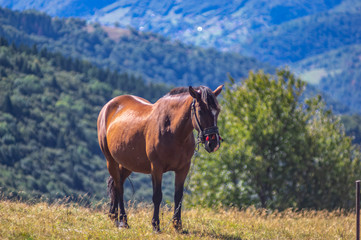 Obraz premium Horse in the mountains in summer