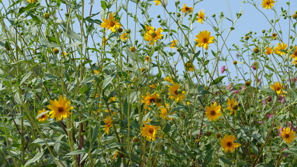 Capolini di margherite gialle in altopiano