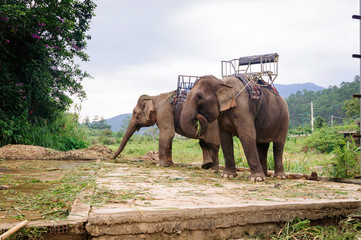 Two elephants with seats for walking tourists.