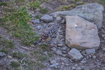 Little bird flycatcher is looking for food