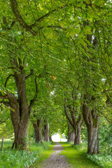Fototapeta premium Eine prächtige Kastanien-Allee im Sommer