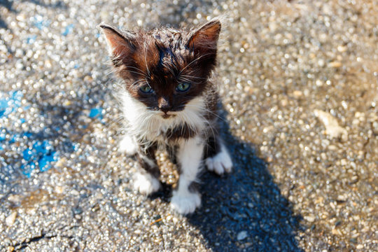 Wet stray sad kitten on a street after a rain. Concept of protecting homeless animals