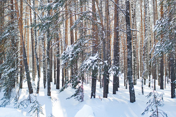 Winter pine Christmas forest in the afternoon