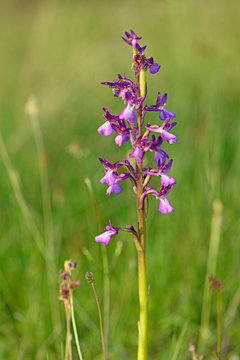 pinke Orchidee in Griechenland / Sumpf-Knabenkraut (Anacamptis palustris)