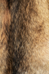 Wolfskin as background and texture. Trophy wolf skin. Wild animal fur. Texture of wolf fur.