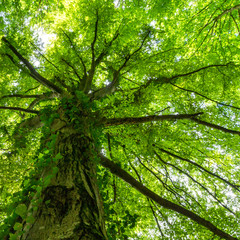 Fototapeta premium Blick von unten in das dichte Blätterdach einer Buche im Sommer