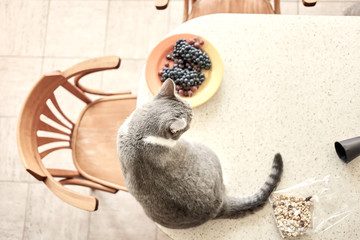 Naughty cat sitting on a dinner table near food. View from above.
