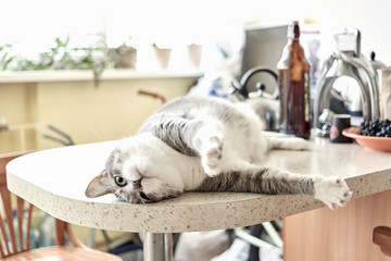 Naughty grey and white cat lying on kitchen table on a sunny day at home.