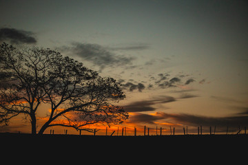 Fototapeta premium tree at sunset