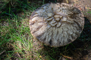 Original and beautiful close-up texture of wild forest mushroom cap on third day of life. Cap in...