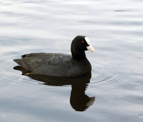 Coot ( fulica atra)
