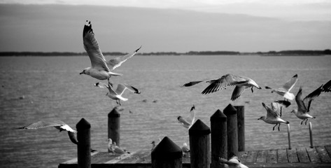Seagulls over Bay