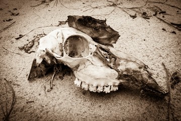 skull on sand