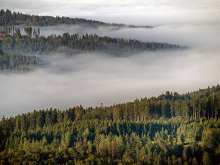 Fototapeta premium spruce forest and fog
