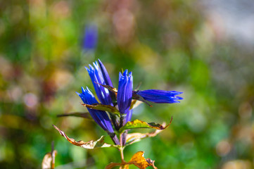 Campanula flowers close-up