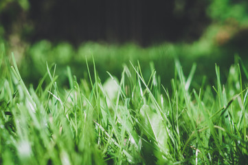green grass with water drops