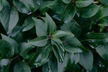 green floral leaf background, leaf texture.