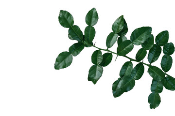 Tropical herbal plant Kaffir lime (Citrus hystrix) dark green leaves tree twig with thorns isolated on white background, clipping path included.