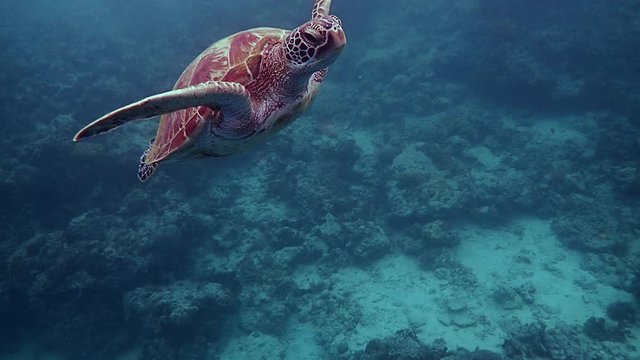 Slow motion of green sea turtle (chelonia mydas) ascending to the surface to breathe. 