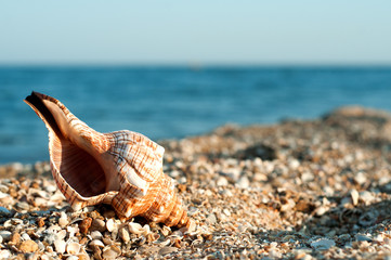 Big beautiful sea shell lies on the sand near the sea, close up