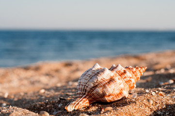 Beautiful big sea shell on the sandy beach with the ocean on background, close-up