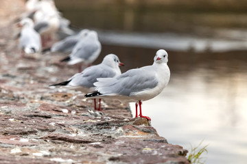 Red billed gull in the Ozero Kultuchnoye lake in Petropavlovsk-Kamchatskiy, Russia.